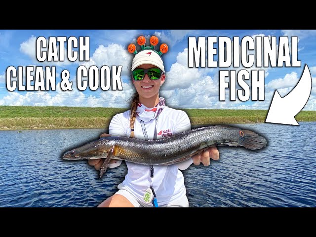 Invasive Fish with Medicinal Benefits - Catch Clean & Cook Snakehead