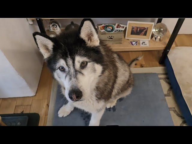 Husky Gets A Big Surprise After Vets Visit