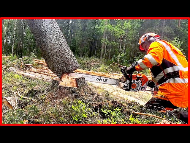 How to Clear a DANGEROUS Hung-Up Tree!