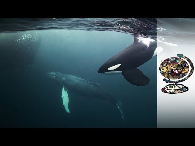 Orcas Co-Exist With Norway's Arctic Fishermen