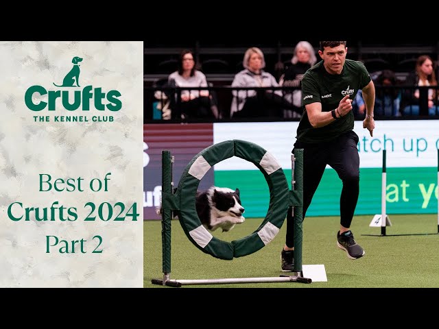 Big Dogs, Little Dogs, Fast Dogs and Slow Dogs 🐶🐕 Our Favourite Crufts 2024 Moments Part 2