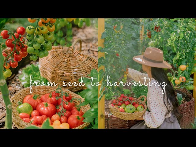 #90 Everything About Tomatoes: Growing, Harvesting, Preserving, Cooking