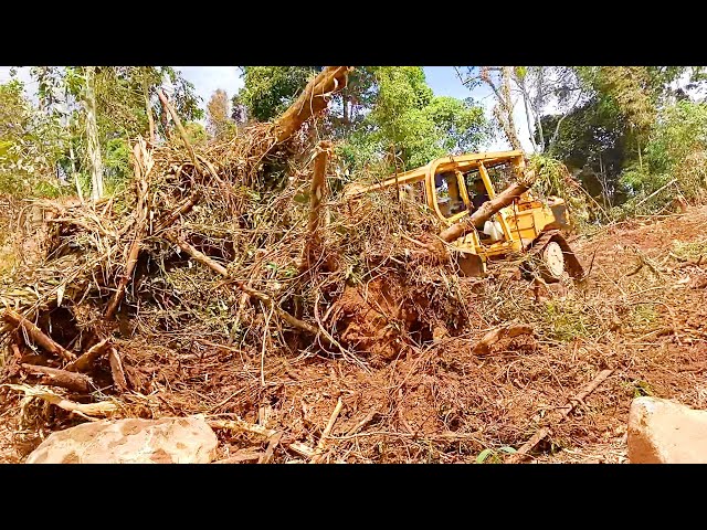The Best Solution for Mountain Land D6R XL Bulldozer in Palm Oil Plantation Development