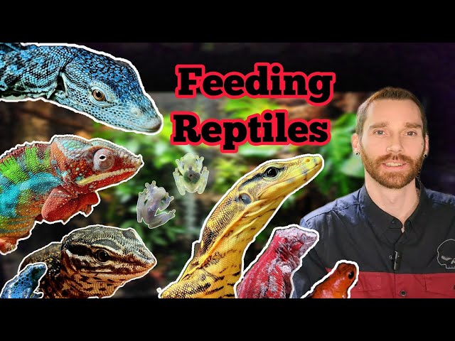 Feeding My Pet Reptiles & DIY Enclosure Reptile Room. Tree Monitor, Water Monitor, Frogs, Chameleon