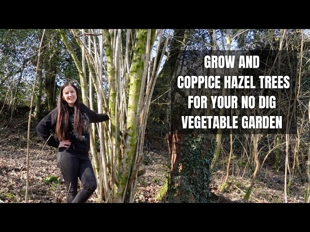 How To Coppice Hazel Trees | What is Coppicing? | How To Grow Hazel For Firewood & Woodchip