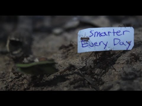 How to get Ants to carry a sign - Smarter Every Day 92