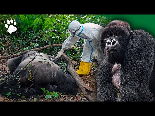 Gorilla Apocalypse: Battling Ebola's Pandemic 🦍🦠 - Full HD Wildlife Documentary