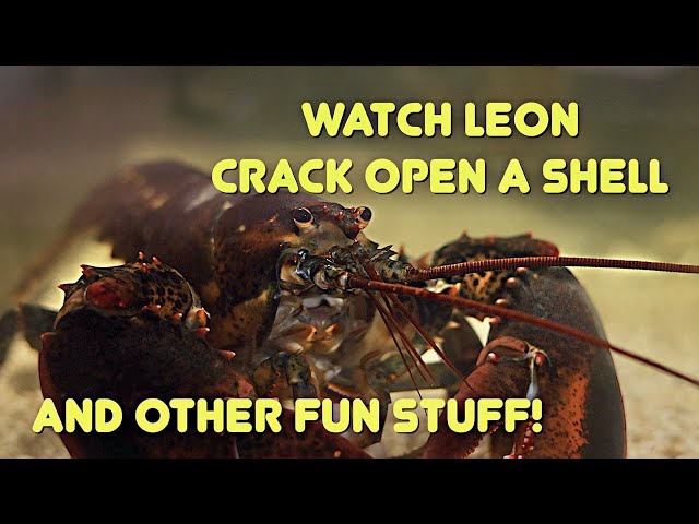 Watch Leon Crack Open A Shell And Other Fun Stuff