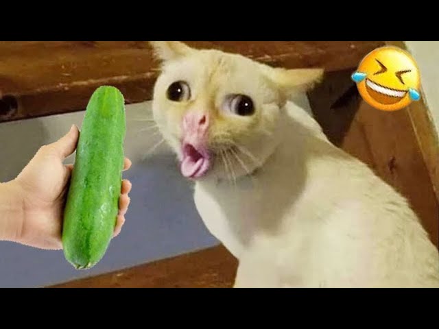 New Funny Animals 🤣 Funniest Cats and Dogs Videos 😹🐶 Part 8