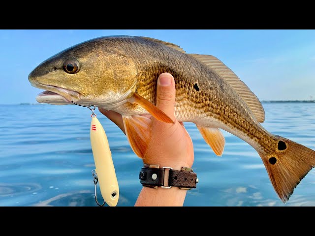 How To Consistently Catch Redfish In The Summer