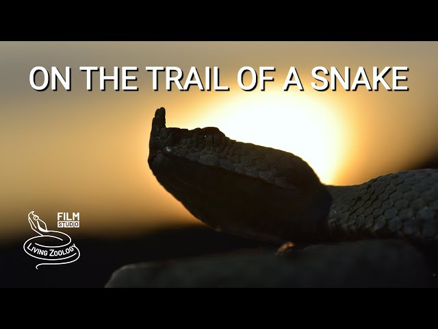 On the trail of one of the most venomous snakes of Europe - the Nose-horned viper in Croatia