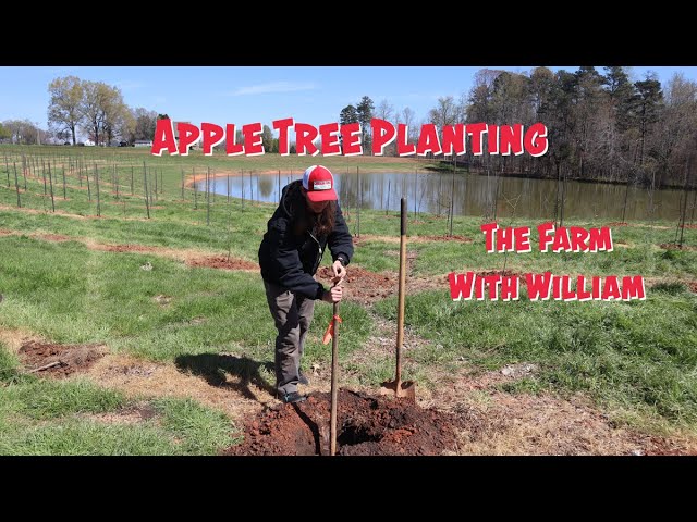 Apple Tree Planting - New Apple Orchard - The Farm with William