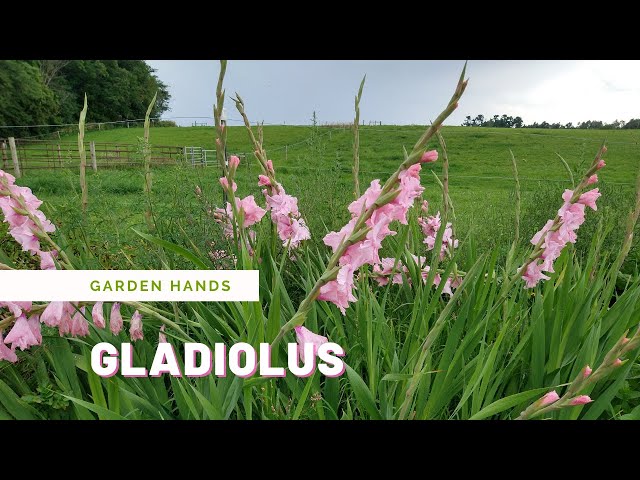 Planting Gladiolus