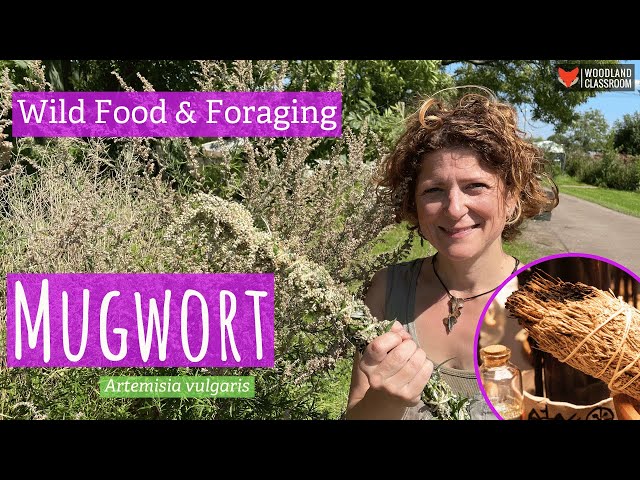 How To Identify Mugwort (Wild Food & Foraging)
