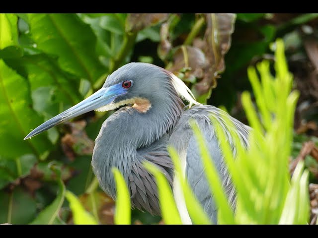 Florida Wildlife - Wakodahatchee Wetlands, Delray Beach, Florida - 1080 HD