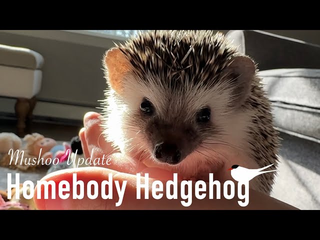 When A Homebody Hedgehog Move In! #hedgehog #hedgehogsofinstagram #hedgehogfacts