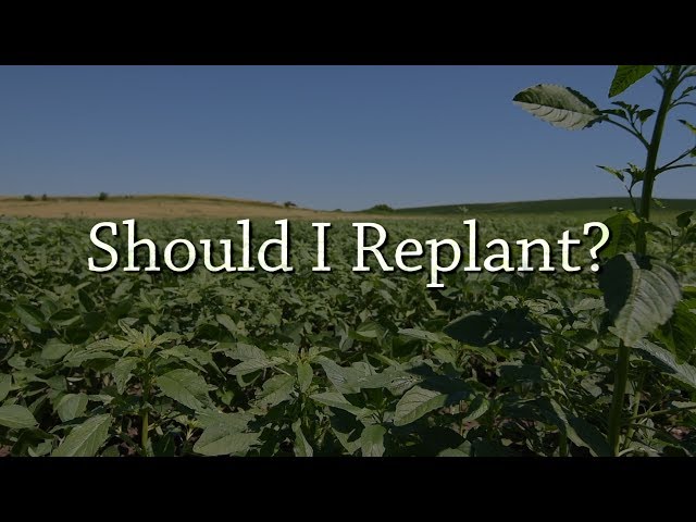 Should I Replant? - Organic Weed Control