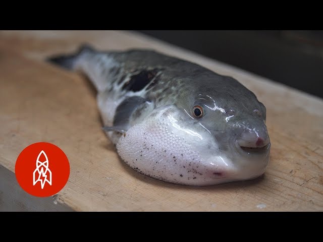 Manjares de alto riesgo: ¿te atreves a probar el tóxico pez globo?