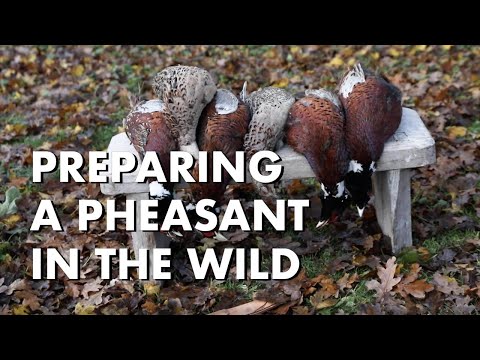 Preparing a Pheasant in the Wild
