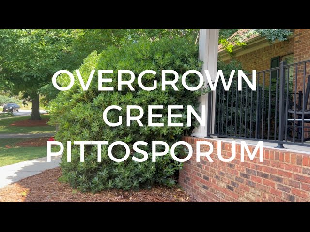 Trimming overgrown Green Pittosporum bushes!