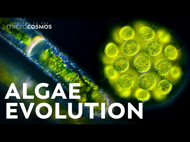 How Did Multicellularity Evolve?