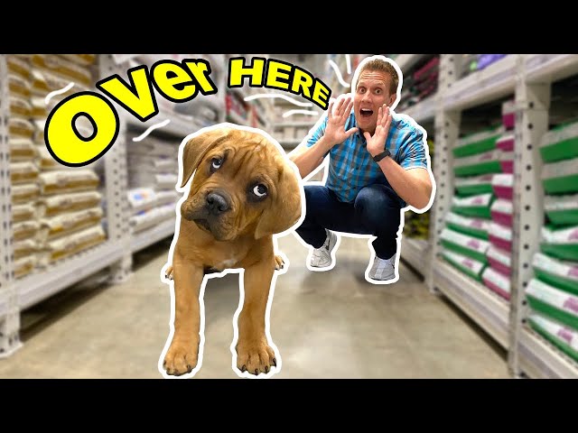Buying Blind Homeless Puppy EVERYTHING He Touches! ( Kobe now fostered At Home With Me )