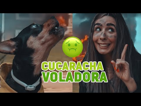 Cucarachas Voladoras | Giulia Pompeino TikTok Video