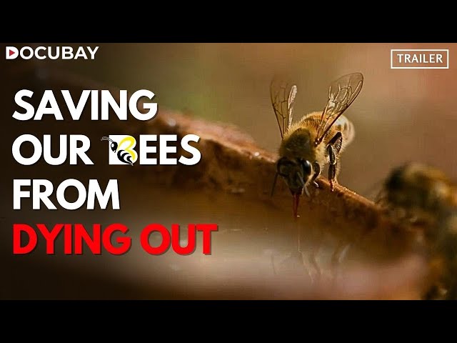 Why Honey Bees Matter For Our Survival? | Master Of Bees: Sacred Bees