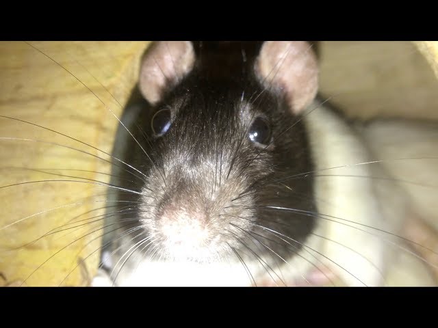 10 Weird Yet Totally Normal Behaviors (and More) from Pet Rats