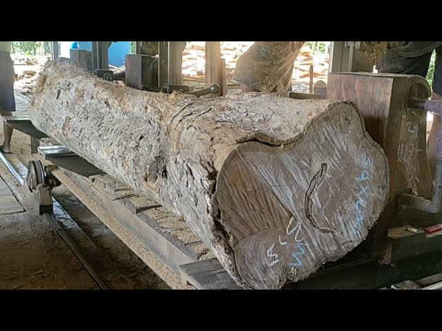 pieces of dry teak wood full of fiber on a sawmill saw