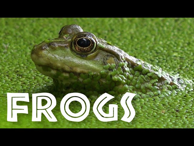 All About Frogs for Kids - Facts About Frogs and Toads for Children: FreeSchool