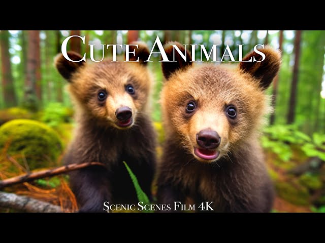 Baby Animals 4K - Cute Baby Animals Moments Around the World | Scenic Relaxation Film