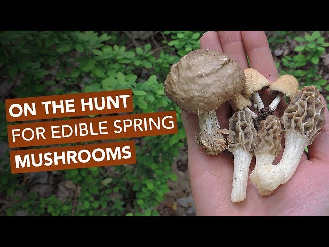 On The Hunt For Wild Edible Spring Mushrooms