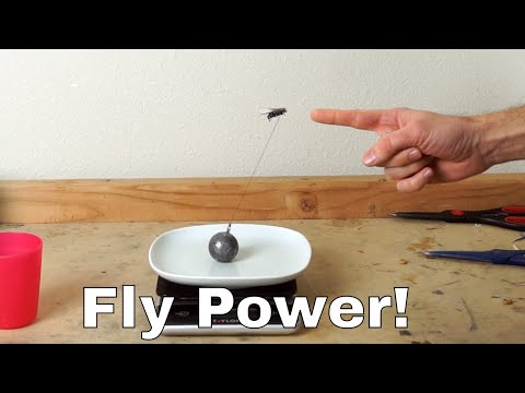 How Much Weight Can a Fly Actually Lift? Experiment—I Lassoed a Fly!