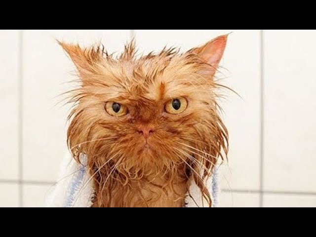 Funny Cats Who Don't Want To Bath Compilation! Try Not To Laugh!