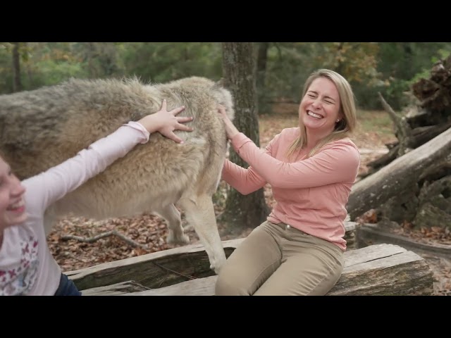 Your Family's Gotta Try This: Seacrest Wolf Preserve in Chipley