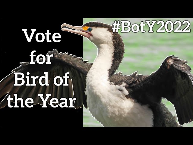Vote for Bird of the Year 2022