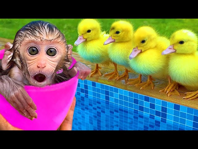 😍Funny Videos and Cutest Babies 🐵BonBon Monkey Playing With Baby Puppy And swimming With Cute Bunny