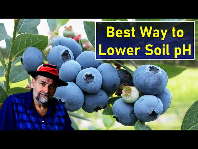 Best Way to Acidify Soil for Blueberries, Rhododendrons and Azaleas.