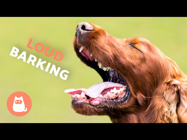 Dogs BARKING LOUD Compilation 🐶🔊 (See How Your DOG REACTS)