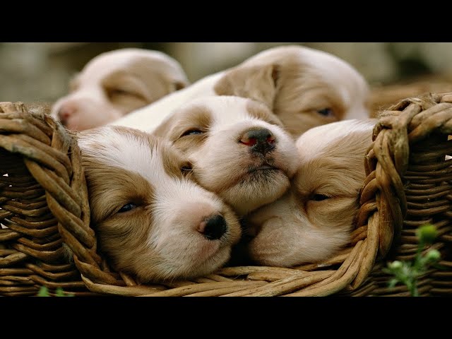 Labrador Puppies Doing Funny Things - Cutest Labrador Puppies Compilation