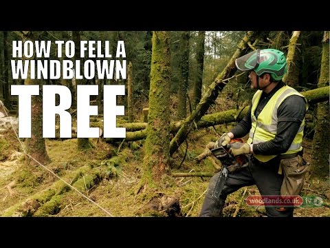 How to Fell a Windblown Tree