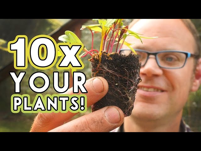 Budget Busting Plants💰More Food For Free! 🌱
