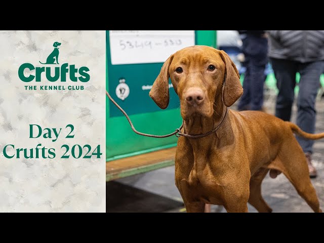 Day 2 of Crufts 2024