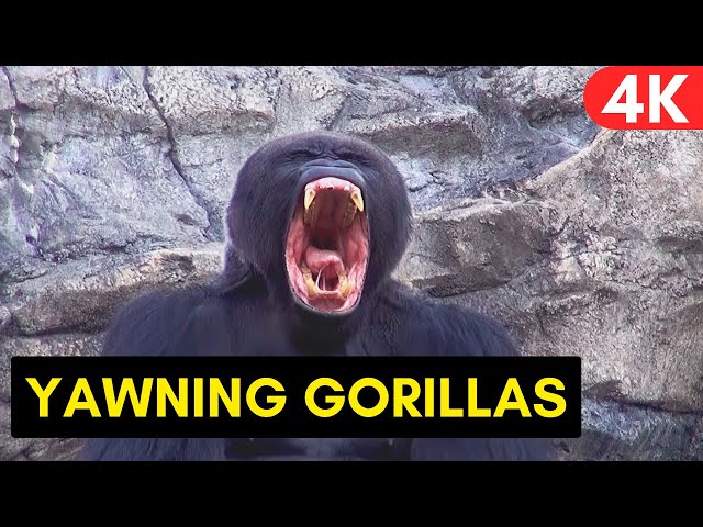 Tired Gorillas Yawning and Struggling to Stay Awake at WALT DISNEY WORLD Disney's Animal Kingdom