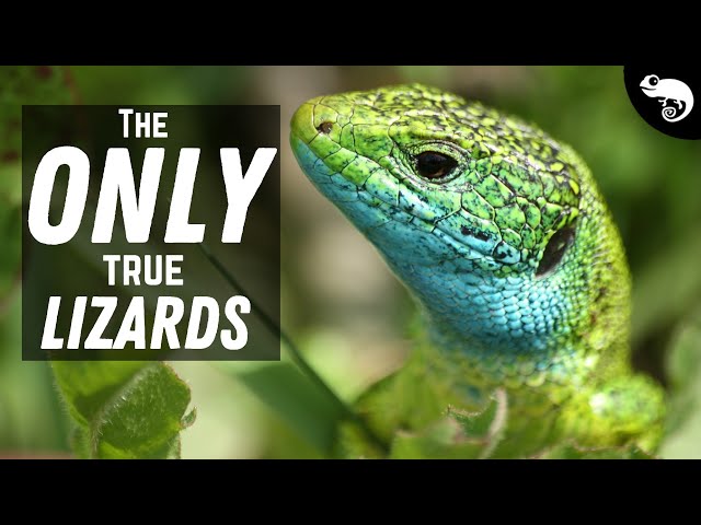 Most "Lizards" Are NOT True Lizards At All!