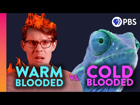 Why Are We Warm-Blooded?