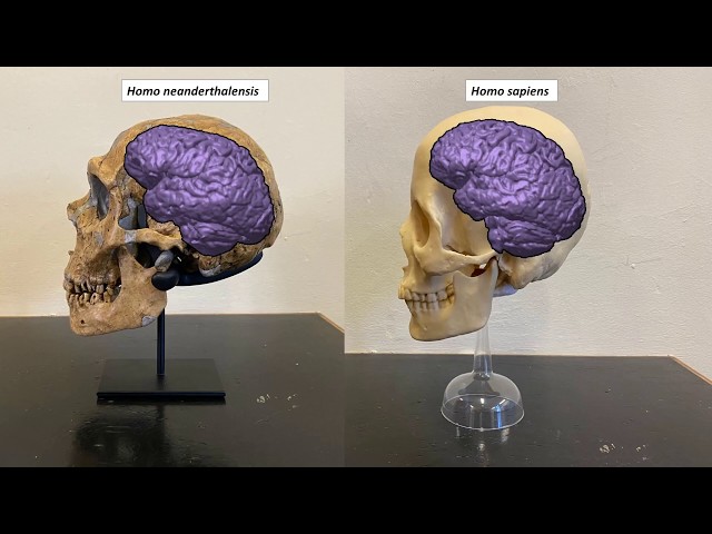 Neanderthals versus anatomically modern humans