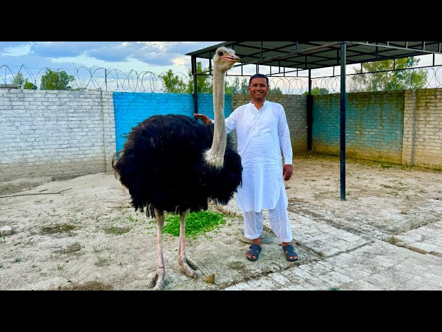 We Bought an OSTRICH 😍 |  ہمارا شتر مرغ آ گیا ہے | Mubashir Saddique | Village Food Secrets
