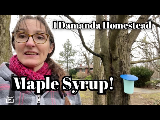 Making Maple Syrup, Start to Finish!